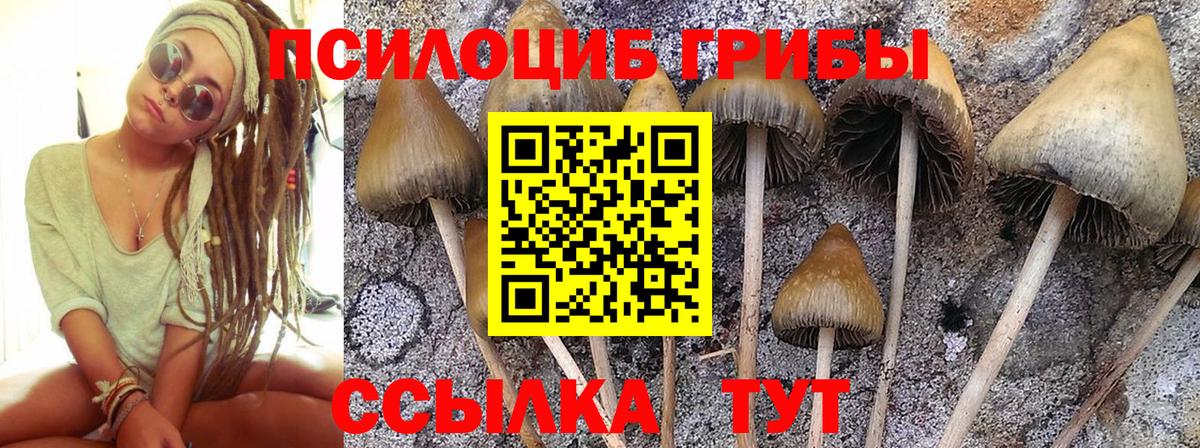 Можайск  Псилоцибиновые грибы GOLDEN TEACHER  купить закладку  Вход с VPN 